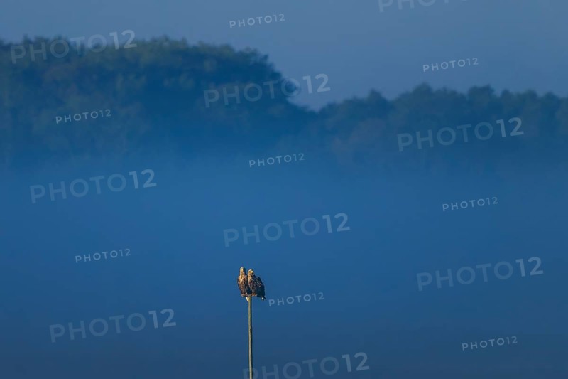 Two eagles sitting on a pole in front of a forest in the twilight, white-tailed eagle (Haliaeetus albicilla) wildlife, Western Pomerania Lagoon National Park, Zingst, Mecklenburg-Western Pomerania, Germany
