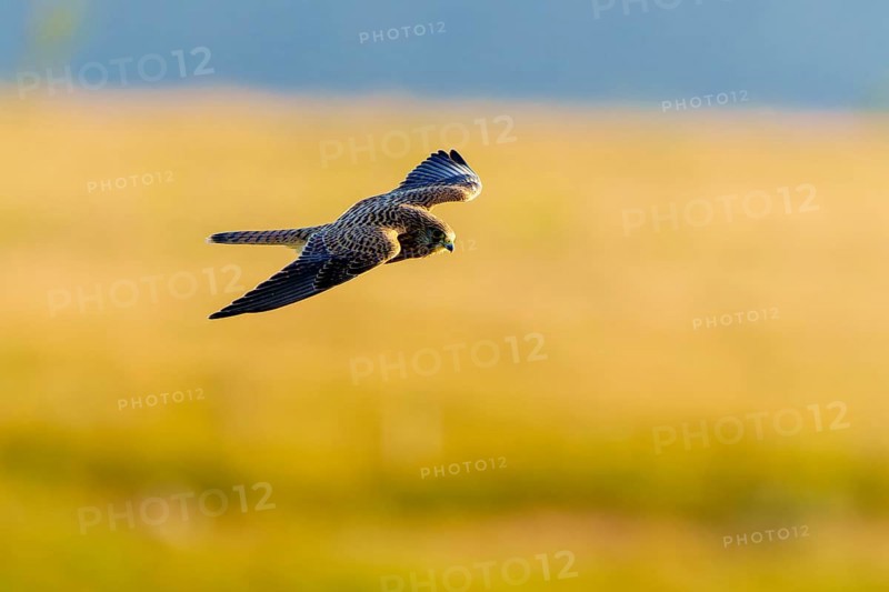 A bird in flight over a landscape, the background shows a yellowish meadow, Kestrel (Falco tinnunculus), wildlife, Vosges, France