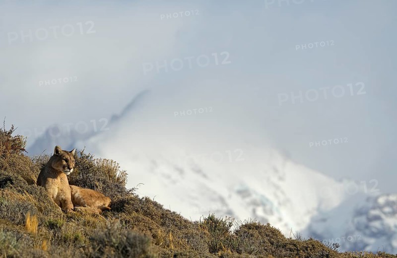 Cougar (Cougar concolor), Torres del Paine National Park, Chile, South America