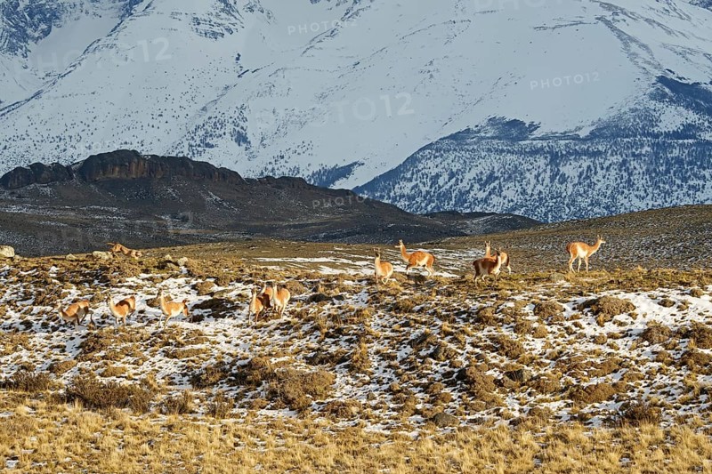 Guanacos (Llama guanicoe), Torres del Paine National Park, Patagonia, Chile, South America