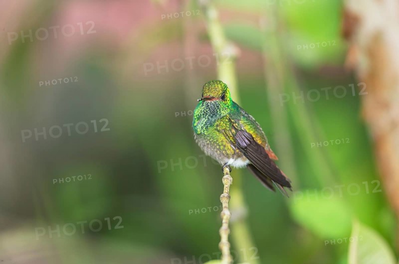 Rufous-tailed hummingbird (Amazilia tzacatl) on branch, Sarapiqui, Costa Rica, Central America