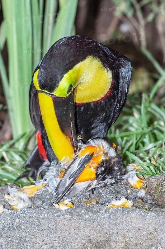 Chestnut-mandibled Toucan (Ramphastos swainsonii) feeding on a smaller bird, Sarapiqui, Costa Rica, Central America