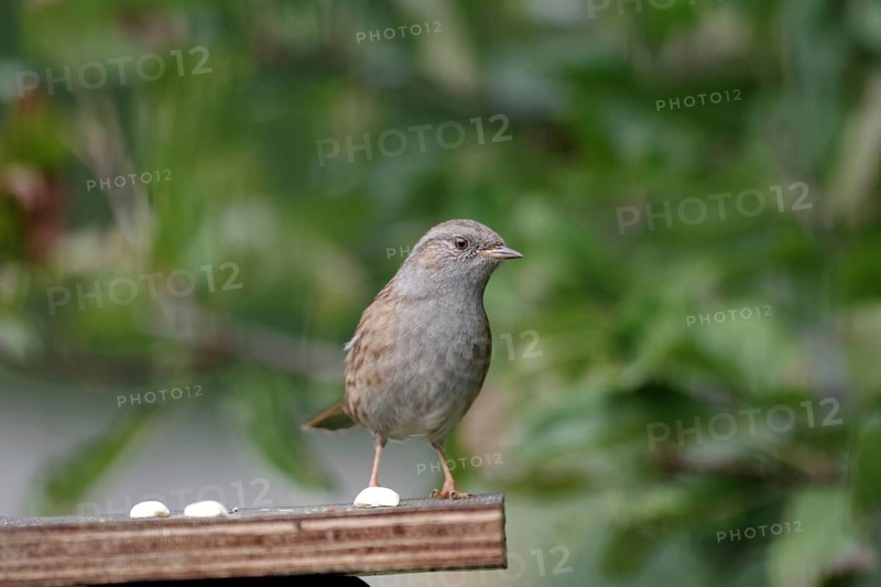 Dunnock (Prunella modularis), close-up, garden, autumn, Germany