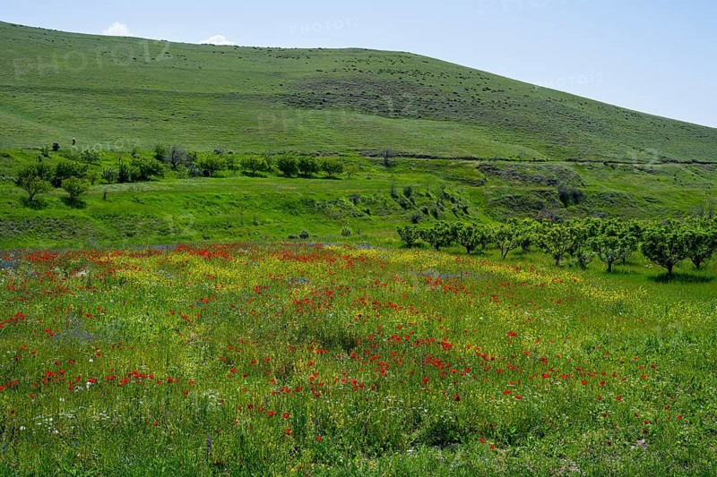 Blooming wildflower meadow stretches in front of rolling green hills in spring, landscape near Shaghap, Ararat province, Armenia