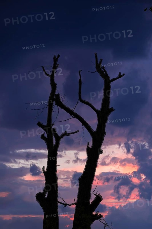 Dead walnut tree (Juglans regia) as a silhouette in the evening sky, Bavaria, Germany