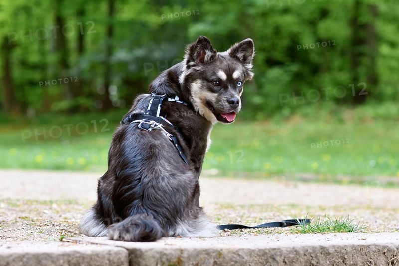 French Bulldog x Siberian Husky dog mix with Y shaped harness