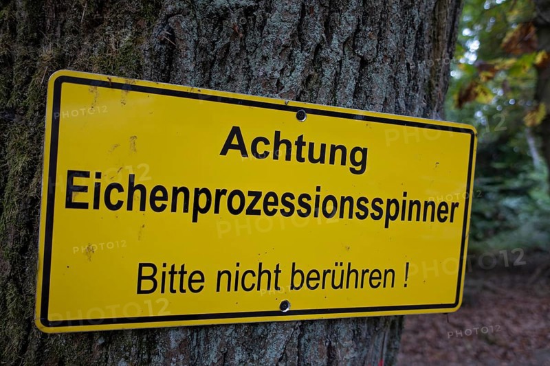 A warning sign hangs on an oak tree with the words Caution - Oak processionary moth - Please do not touch! The oak processionary moth (Thaumetopoea processionea) is a butterfly (moth) of the family Notodontidae. In humans, the tiny stinging hairs of the caterpillars can cause allergic caterpillar dermatitis on contact with the skin, Stadtwald, Bad Homburg, Hesse, Germany