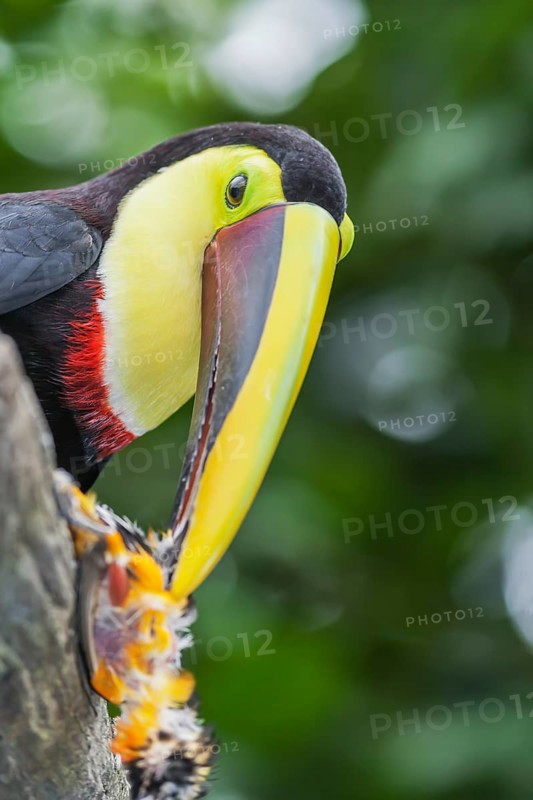 Chestnut-mandibled Toucan (Ramphastos swainsonii) feeding on a smaller bird, Sarapiqui, Costa Rica, Central America