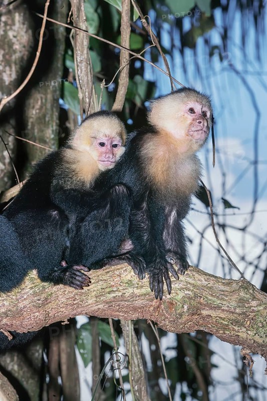 White-faced capuchin monkeys (Cebus capucinus) in rainforest, Manuel Antonio National Park, Puntarenas Province, Costa Rica
