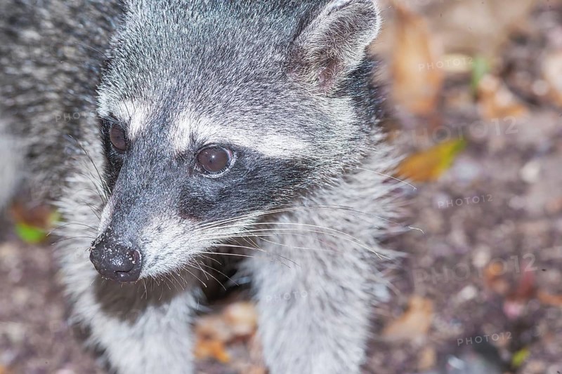 Northern Racoon (Procyon lotor), Manuel Antonio National Park, Puntarenas Province, Costa Rica