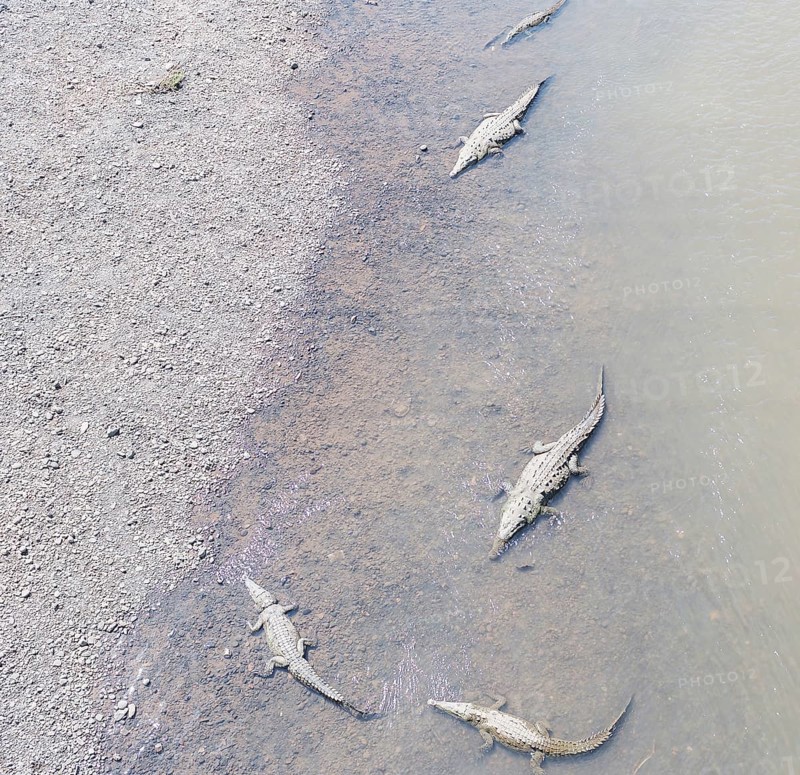 American Crocodiles (Crocodylus acutus) bathing, Tarcoles river, Jaco, Costa Rica