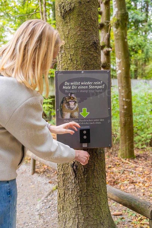 A person interacts with a sign on a tree for a stamp in the forest, Affenberg Salem, Lake Constance district, Germany