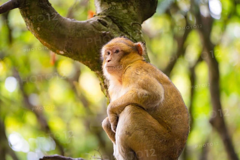 A young monkey sits thoughtfully on a tree trunk, surrounded by a green background, Affenberg Salem, Lake Constance district, Germany