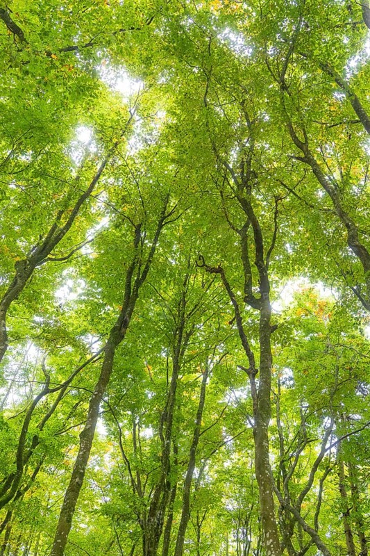 A view into the dense, green forest with light shining through the leaves, Affenberg Salem, Lake Constance district, Germany