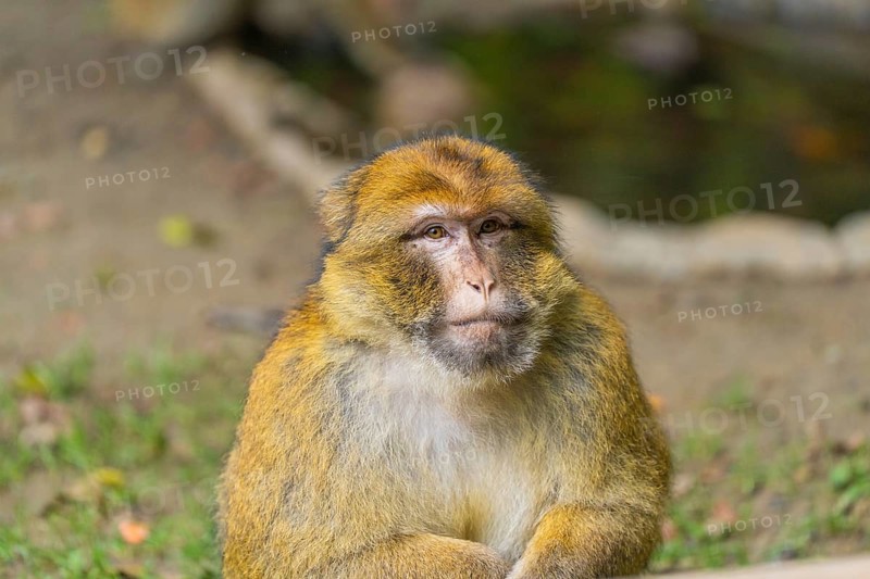 Close-up of a monkey with a serious expression on its face in nature, Affenberg Salem, Lake Constance district, Germany