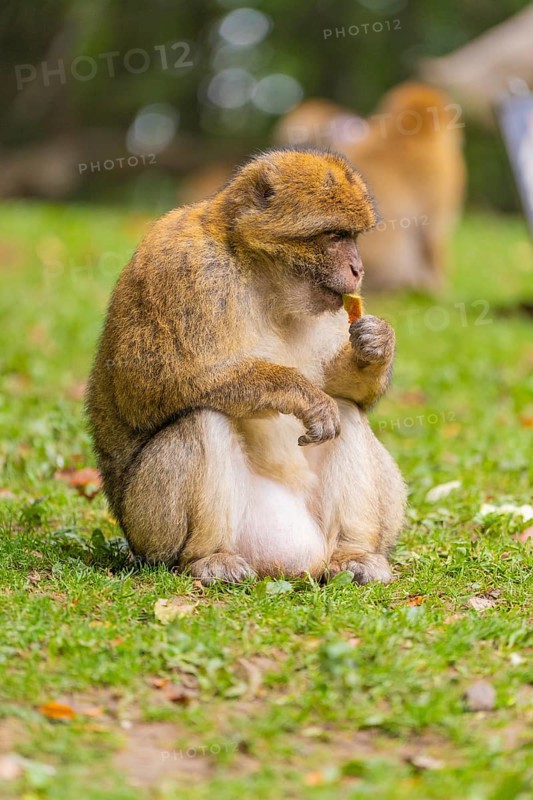 A monkey sits on the grass and nibbles on a blade of grass, Affenberg Salem, Lake Constance district, Germany
