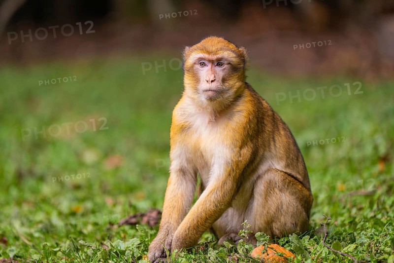 Affenafse sitting on a grassy area with a thoughtful expression and a blurred background, Affenberg Salem, Bodenseekreis, Germany