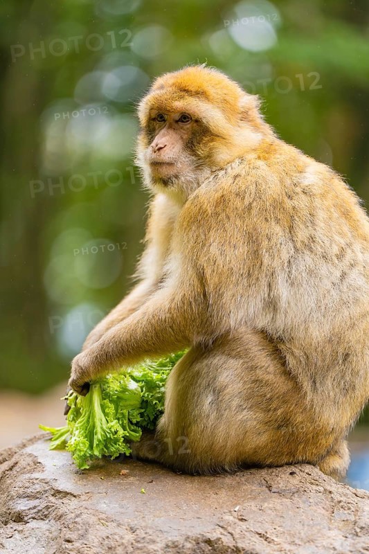A monkey sits and holds leafy vegetables, surrounded by natural landscape, Affenberg Salem, Lake Constance district, Germany