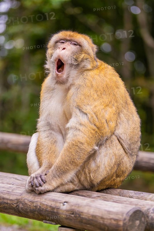 A monkey yawns and sits on a tree trunk in the forest, Affenberg Salem, Lake Constance district, Germany