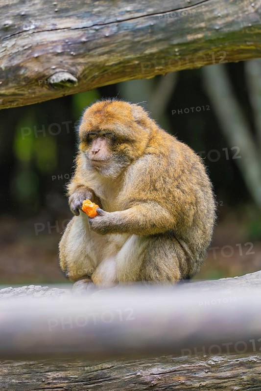A monkey sits on a tree trunk and eats an orange-coloured fruit in a natural environment, Affenberg Salem, Lake Constance district, Germany