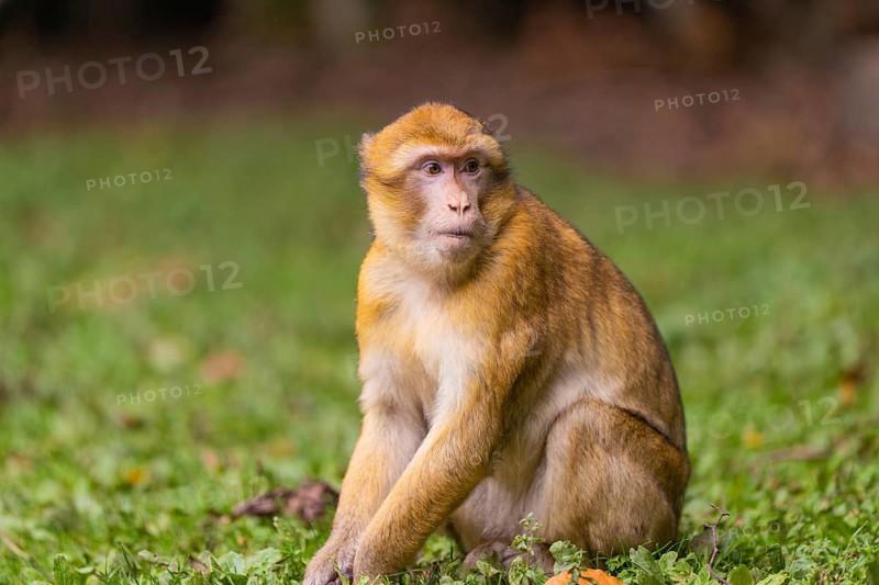 A monkey sits attentively in the grass of a natural environment, Affenberg Salem, Lake Constance district, Germany
