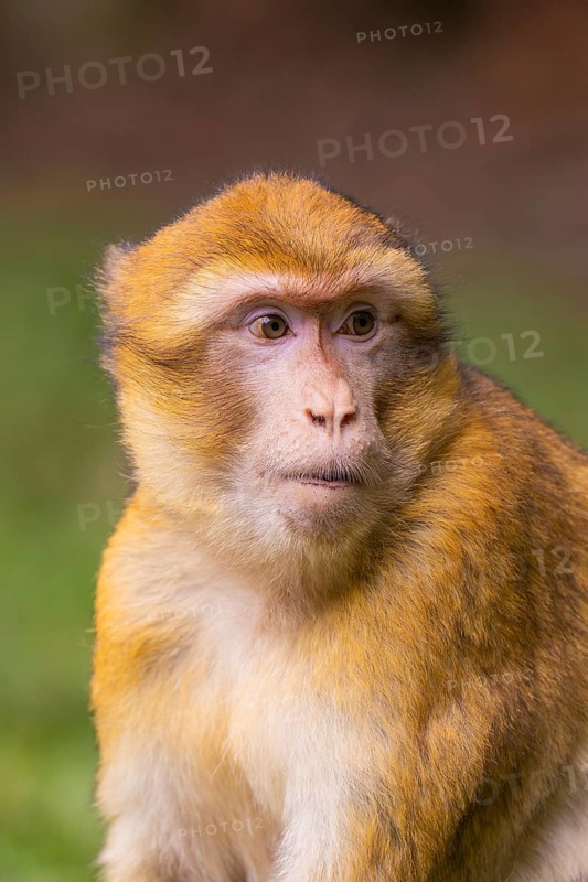 Close-up of a monkey whose face looks attentive, Affenberg Salem, Lake Constance district, Germany