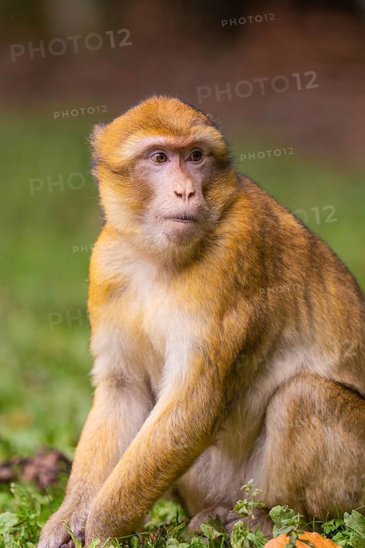 Sitting monkey with attentive gaze and detailed fur, Affenberg Salem, Lake Constance district, Germany