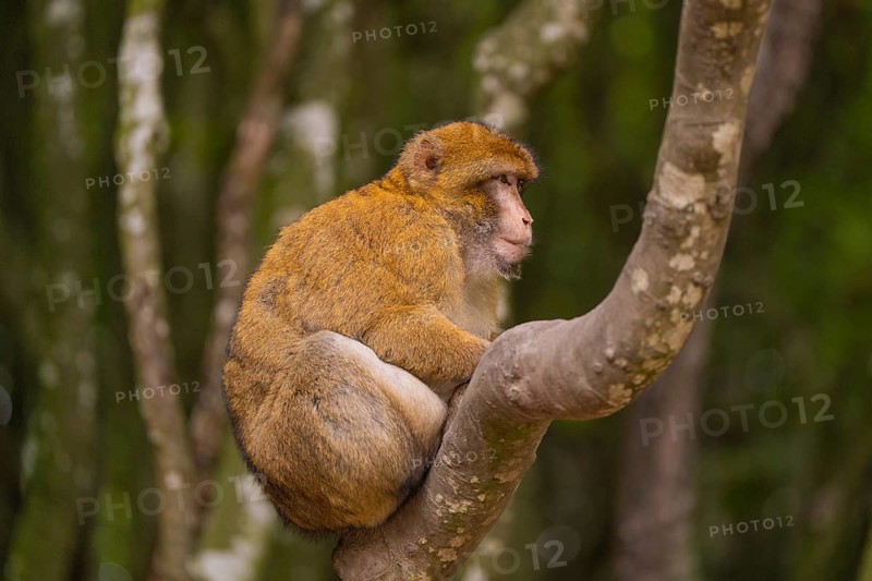 Monkey sitting on a branch, surrounded by forest in the background, Affenberg Salem, Lake Constance district, Germany