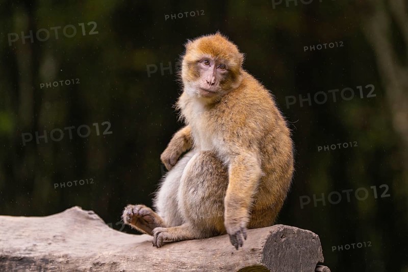 A monkey sits on a tree trunk and looks thoughtfully to the side, Affenberg Salem, Lake Constance district, Germany