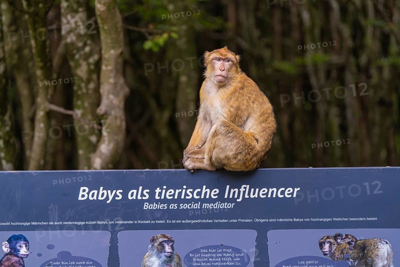 A monkey poses on a sign with a message in the zoo, Affenberg Salem, Lake Constance district, Germany