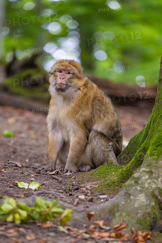 A monkey sits on the forest floor next to a tree in the greenery, Affenberg Salem, Lake Constance district, Germany