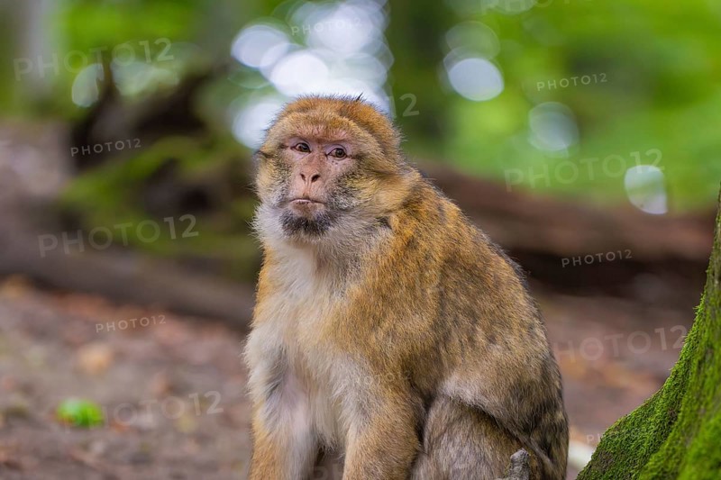 A monkey sits in the forest and looks thoughtfully into the camera, Affenberg Salem, Lake Constance district, Germany