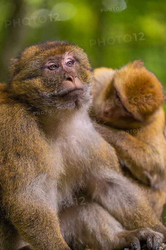 Two monkeys sitting together in the forest, one resting on the shoulder of the other, Affenberg Salem, Lake Constance district, Germany