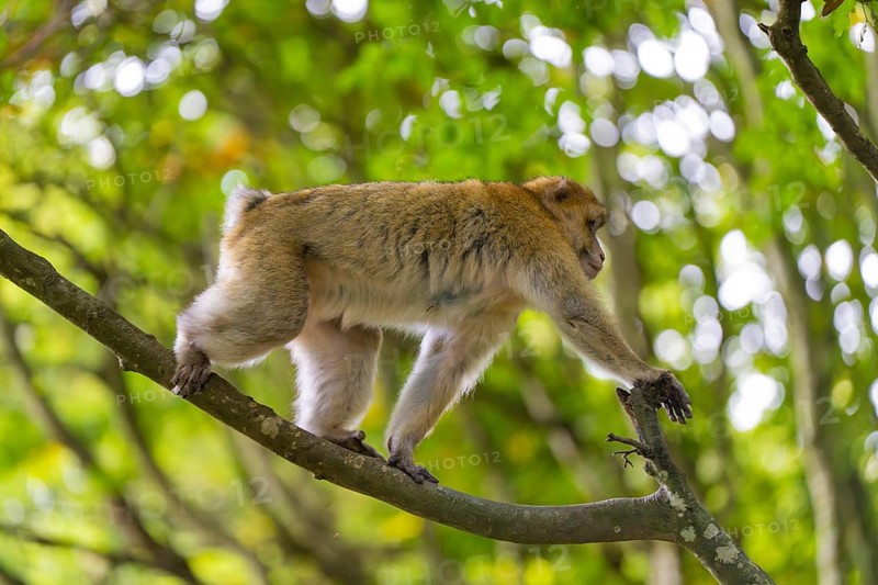 A monkey skilfully climbs a tree branch in the forest, Affenberg Salem, Lake Constance district, Germany