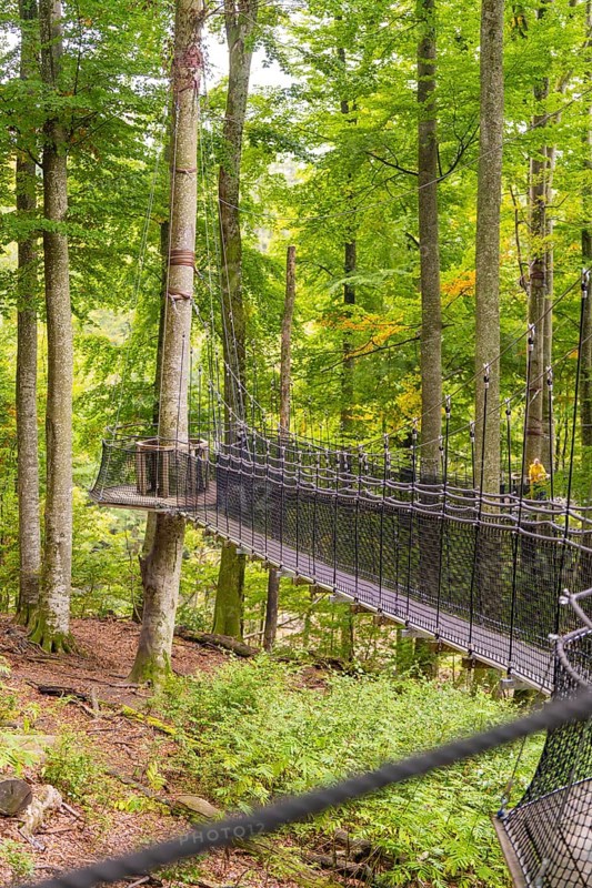 A long suspension bridge between tall trees in the green forest, Affenberg Salem, Lake Constance district, Germany