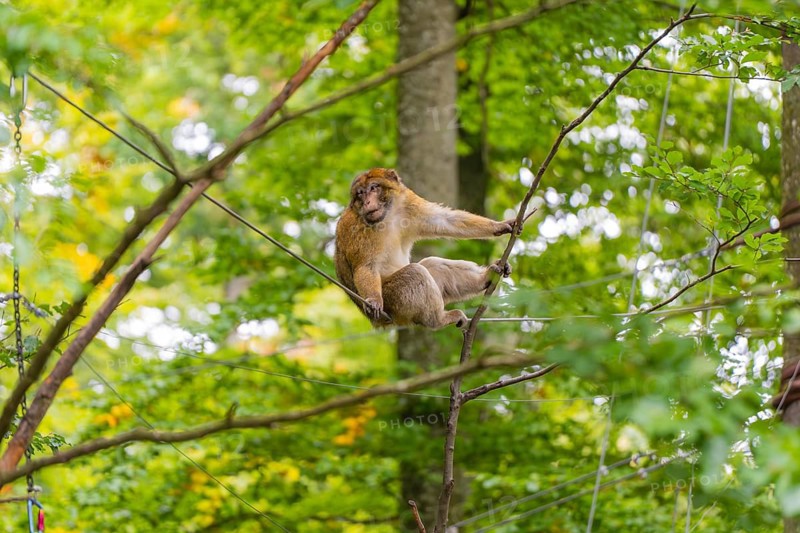 A sitting monkey gazes around dense trees, Affenberg Salem, Lake Constance district, Germany