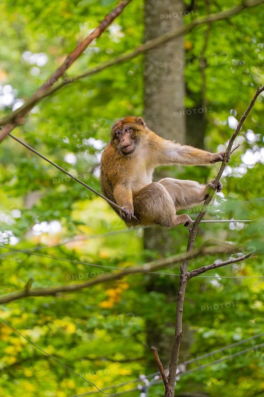 A monkey climbs on a branch in the green forest, Affenberg Salem, Lake Constance district, Germany