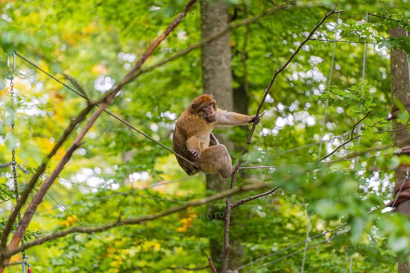 Monkey climbing on branches, surrounded by dense forest, Affenberg Salem, Lake Constance district, Germany