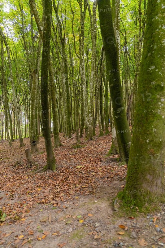 Dense forest with tall trees and autumnal ground cover, Affenberg Salem, Lake Constance district, Germany