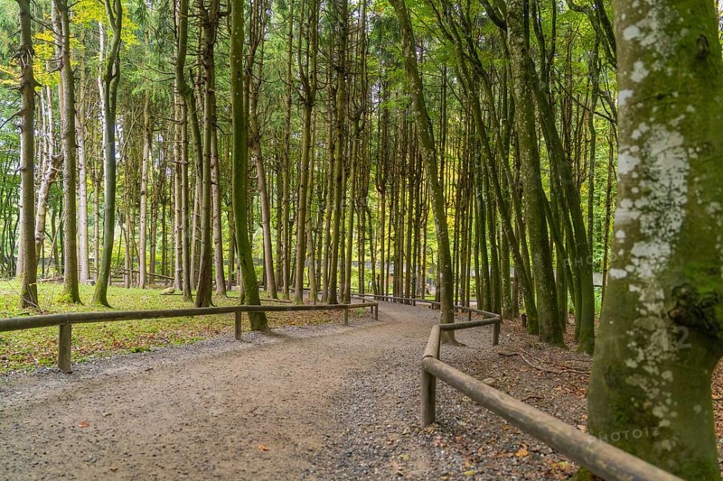 Forest path surrounded by tall, dense trees with autumnal colours, Affenberg Salem, Lake Constance district, Germany