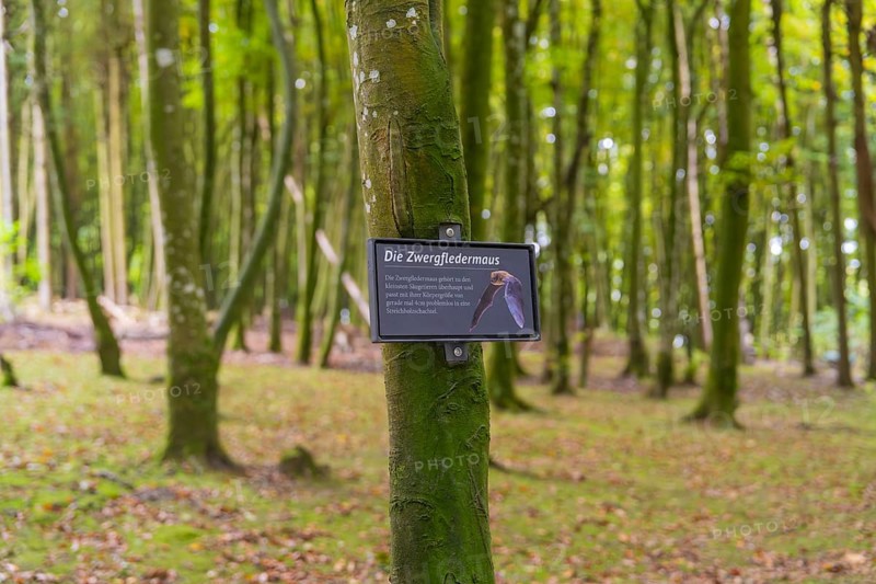 Information sign about the common pipistrelle bat on a tree in the forest, Affenberg Salem, Lake Constance district, Germany