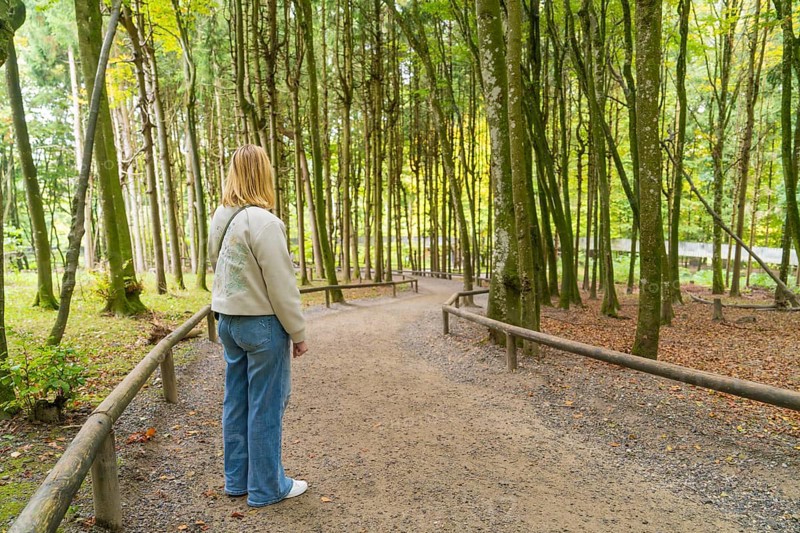 Person standing on a forest path surrounded by tall trees in autumn, Affenberg Salem, Lake Constance district, Germany