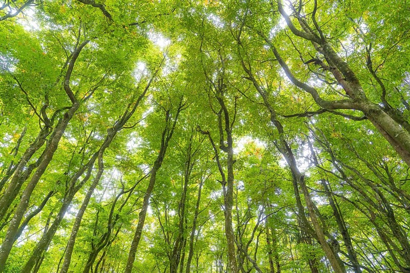 View upwards into dense treetops with bright green leaves, Affenberg Salem, Lake Constance district, Germany