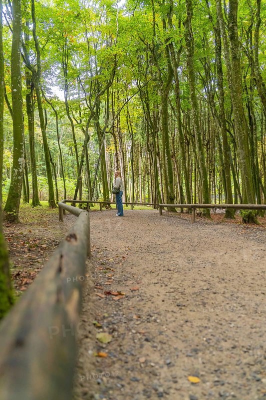 Person on a wooded path surrounded by tall trees in autumn, Affenberg Salem, Lake Constance district, Germany