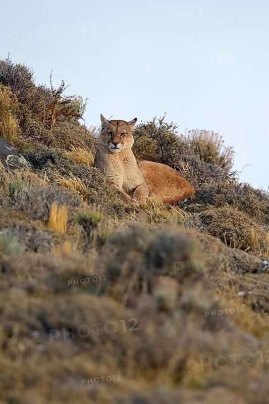 Cougar (Cougar concolor), Torres del Paine National Park, Chile, South America