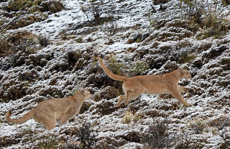 Cougar (Cougar concolor), female and male, Torres del Paine National Park, Chile, South America