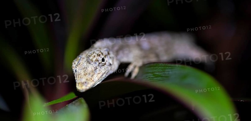 Pacific Lichen Anolis (Adolis charlesmyersi), Anolis sitting on a leaf at night, Puntarenas Province, Costa Rica