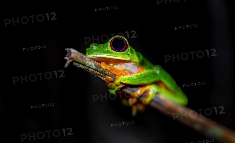 Red-eyed tree frog (Agalychnis callidryas) sitting on a stem, at night, Puntarenas province, Costa Rica