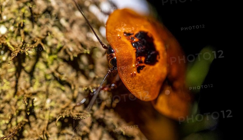 Giant marbled cockroach (Archmandrita marmorata) sitting on a tree trunk, at night, Puntarenas province, Costa Rica