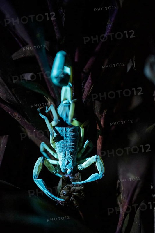 Bicoloured bark scorpion (Centruroides bicolor) with prey, glows in black light, UV light, at night, Puntarenas province, Costa Rica